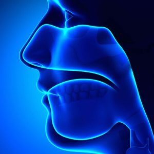 Sinuses - Clear - Head Anatomy